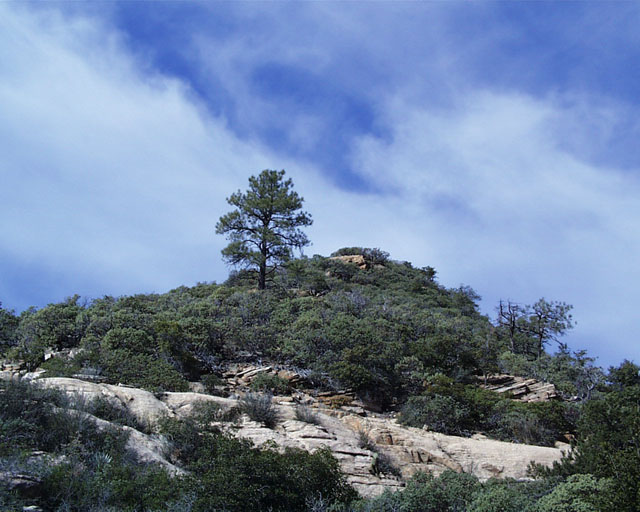Tree on hill