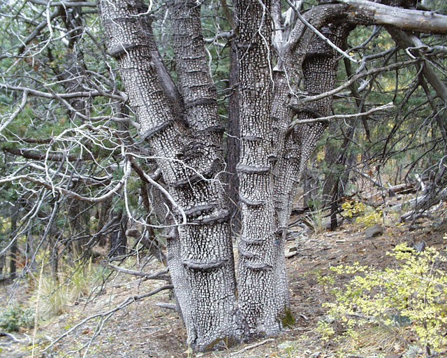 Scarred tree