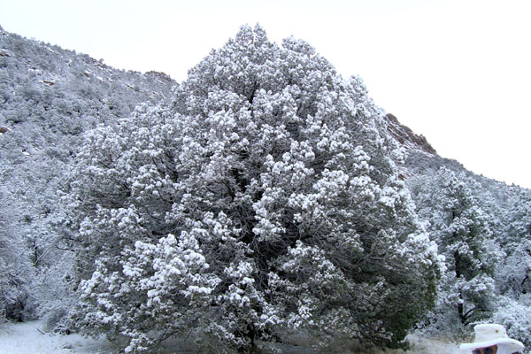 Big snowy juniper