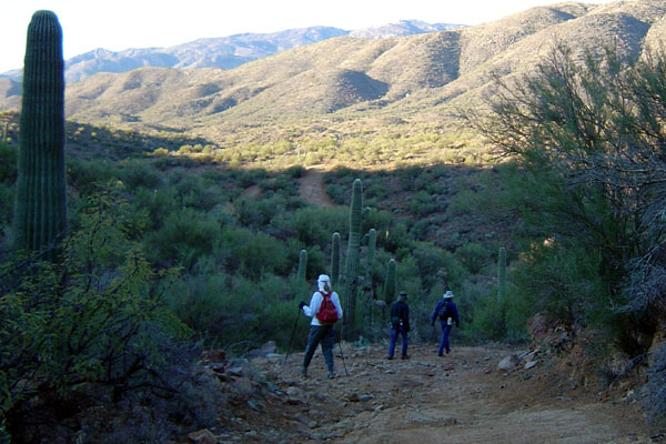 Hikers and saguaro