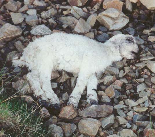 On my walk around Cannich I happened upon a dead lamb.  For a moment I felt sadness, but hey… that's the nature of life.
