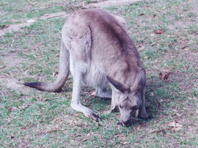 2001_aus_blue_mt_wild_kangaroo