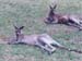 2001_aus_blue_mt_wild_kangaroos