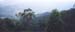 2001_aus_cairns_rainforest
