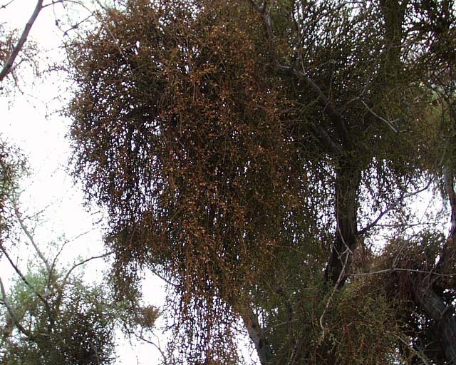 Mara mistletoe