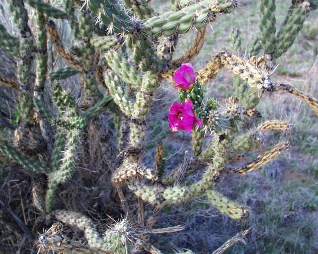 03 gallegos cactus flower