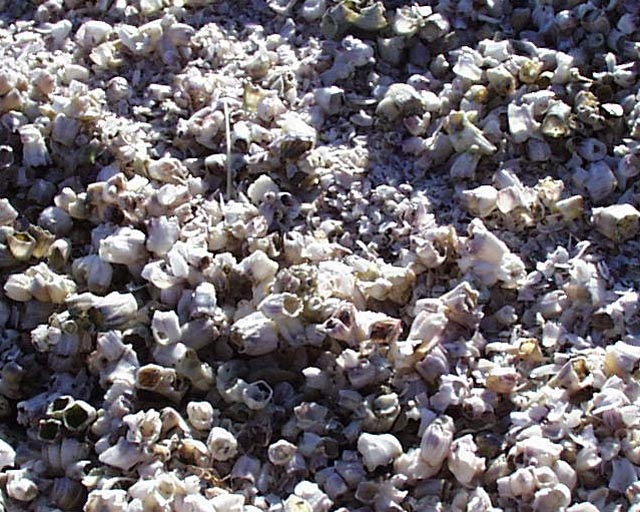 Salton sea shells
