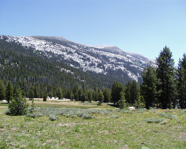 Meadow view