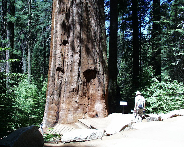 Large sequoia