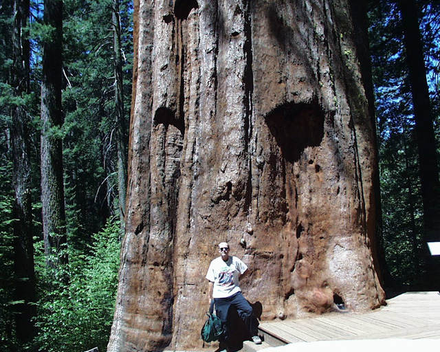 Large sequoia