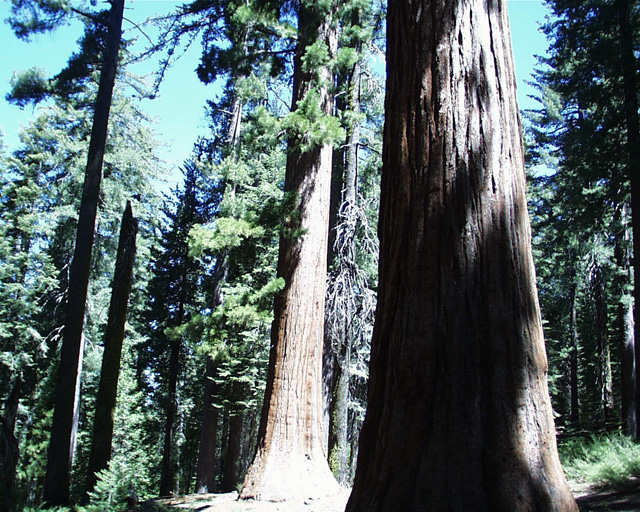 Two sequoias