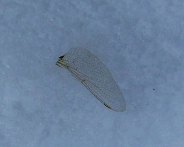 Insect wing