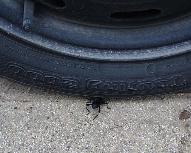 Bug at tire