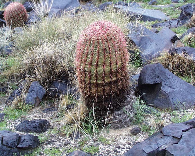 Barrel cactus