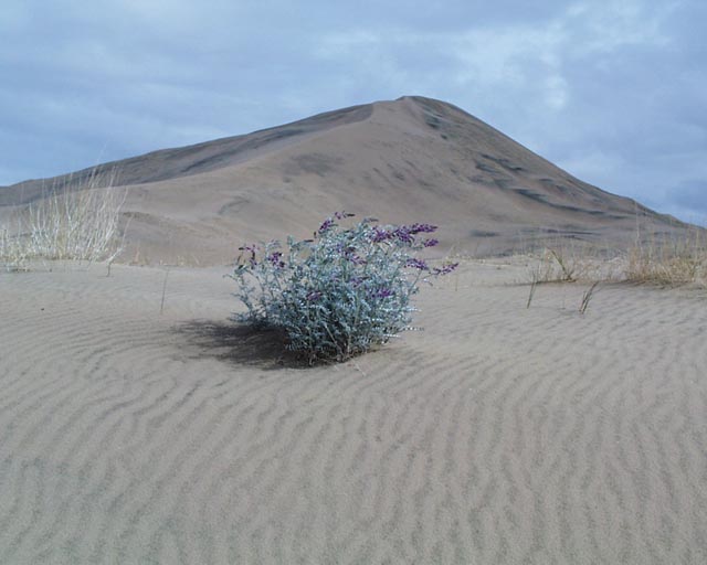 Bloom with dune
