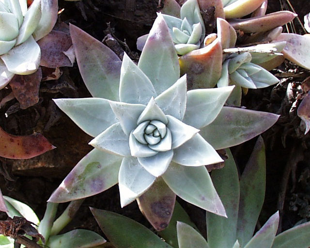 Interesting plant close up
