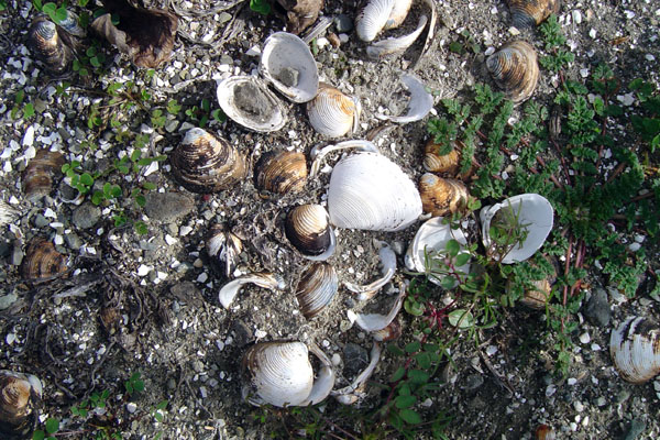 Cachuma shells