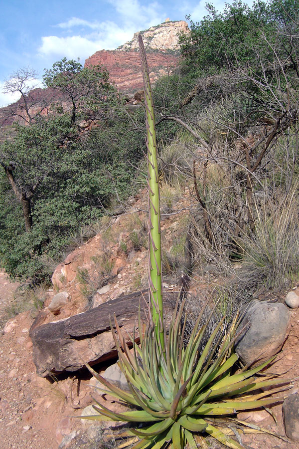 Green yucca stalk