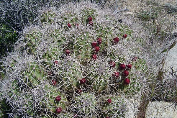 Cactus w red buds