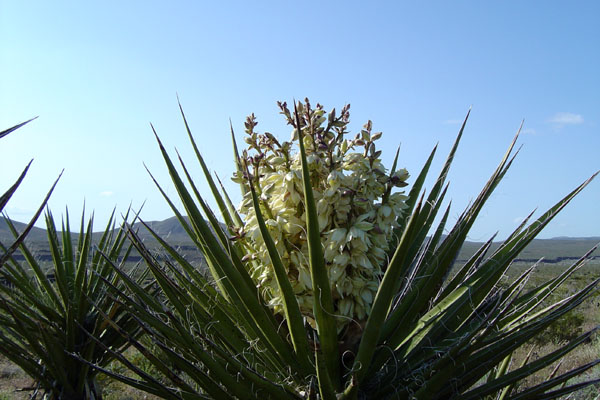 Yucca blossom