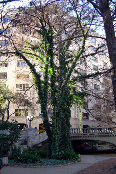 Ivy tree