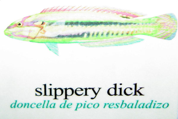 Slippery dick