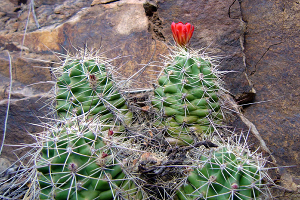 Claret cup cactus flower