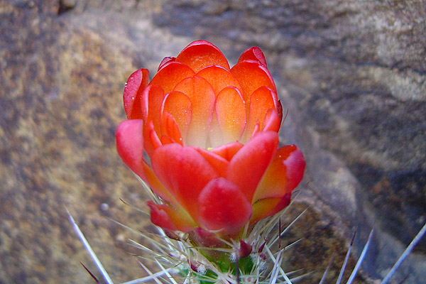 Claret cup cactus flower
