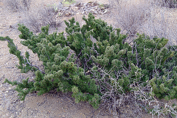 Furry green bush