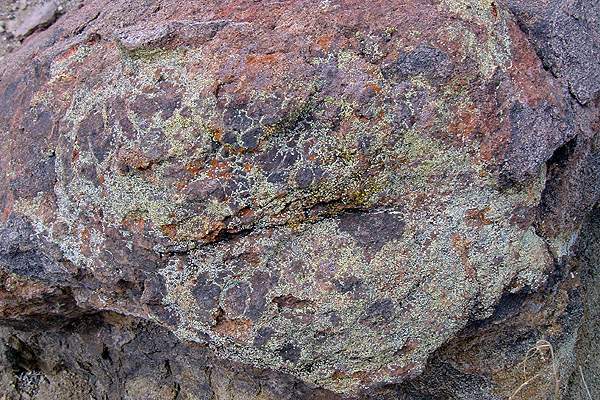 Patterned lichens