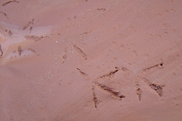 Bird footprints