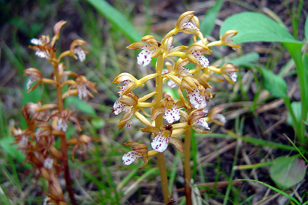 Spotted coral-root orchid