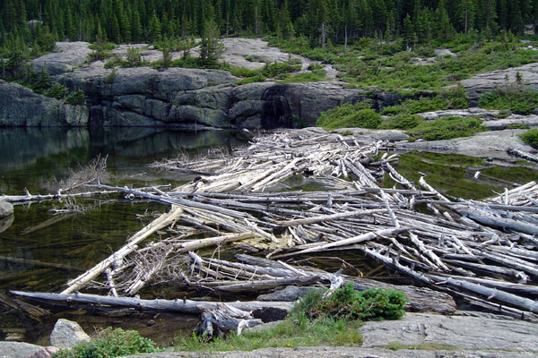 Mills lake logs