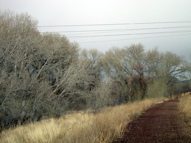 Trail w winter trees